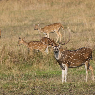 Bandhavgarh - Burling spotted deer